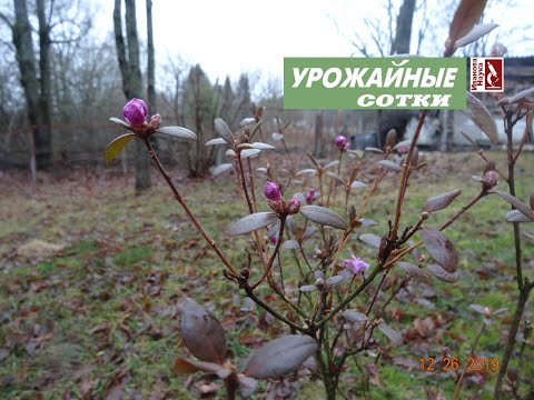 Video: Frostresistente Rhododendroner Av Løvfulle Varianter