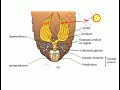 Female reproductive system and development of Cockroach for NEET AIIMS