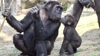 遊びたい兄に常に狙われる弟⁉︎⭐️ゴリラ Gorilla【京都市動物園】Genki keeps an eye on the naughty boy Gentaro.