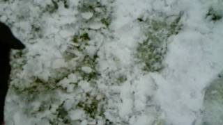 Border Collie Puppy Playing in the Snow!!