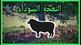 قصة قصيرة جدا من أربعة أسطر: النعجة السوداء للكاتب الإسباني أوغستو  مونتيروسو/ كلها رموز و عبر.