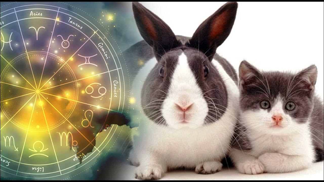 2023 год общения. Год кролика 2023. 2023 Год год кролика. Кролик и кот 2023. Кролик знак зодиака.