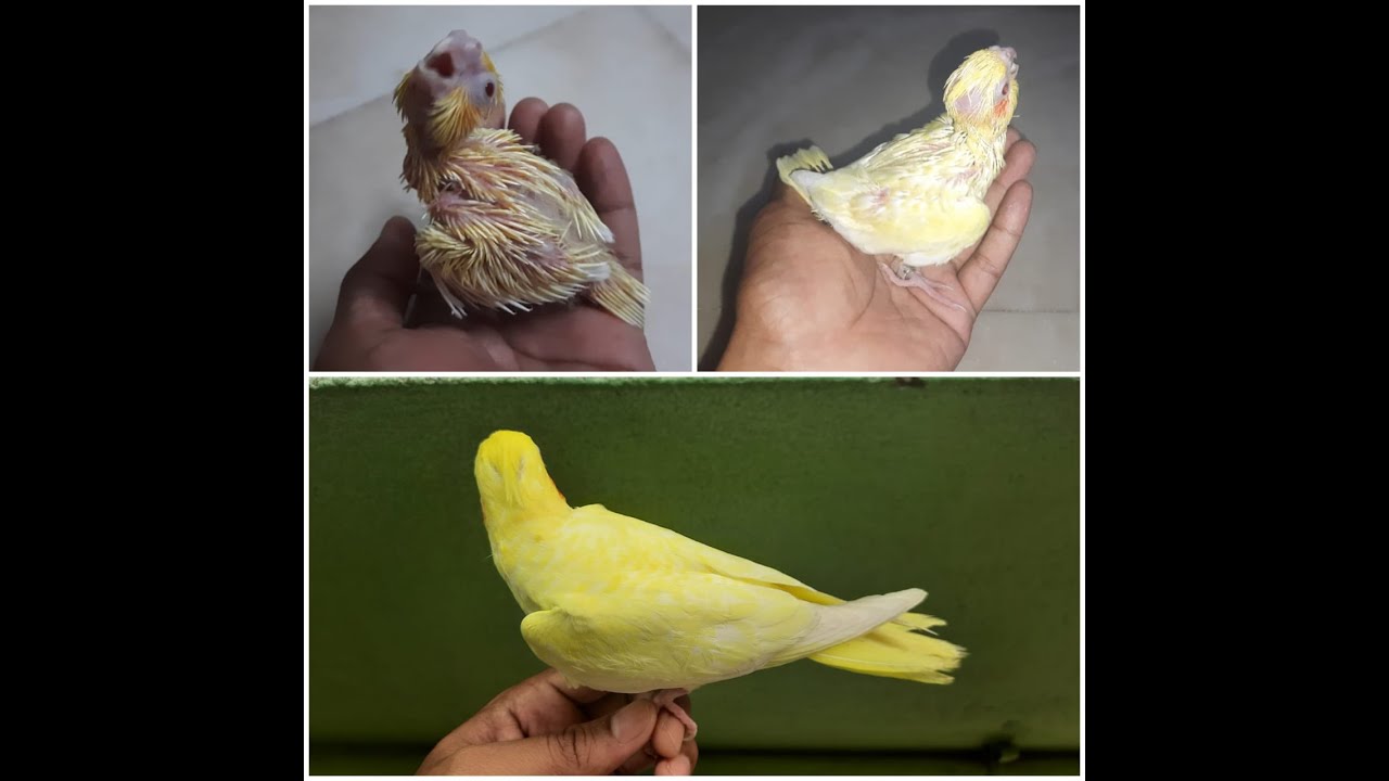 Growth stages of a lemon yellow cockatiel YouTube