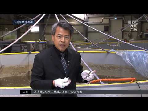 [대전MBC뉴스] 고속성장 &#39;하이브리드 동자개&#39; 개발