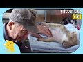 El Viejo Salva El Lechón Salvaje De Los Perros Y El Lechón Lo Salva Del Fuego (Parte 1)