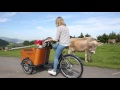 Introduction Babboe Mountain Cargobikes