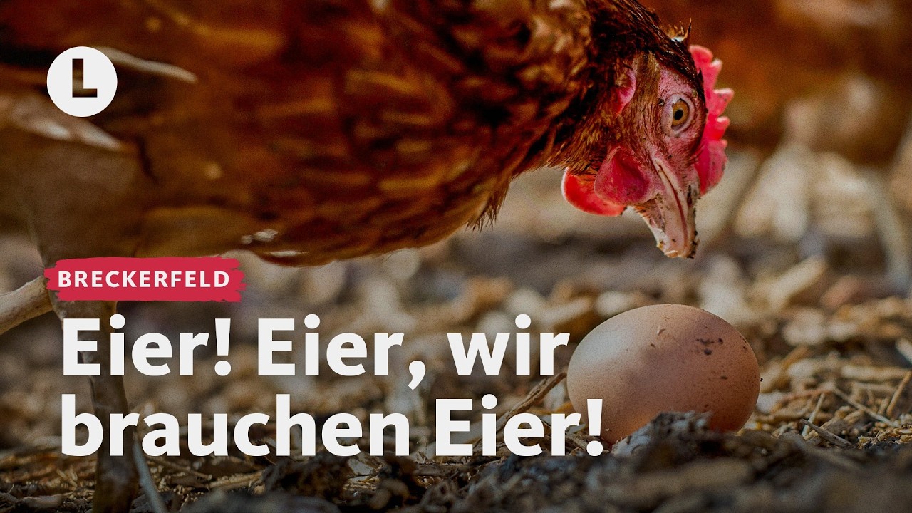 Ostern ohne Eier? Landwirt zeigt, warum es einen Engpass geben könnte | WDR Lokalzeit LandSchafft