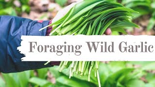 Foraging wild garlic | how to harvest ...