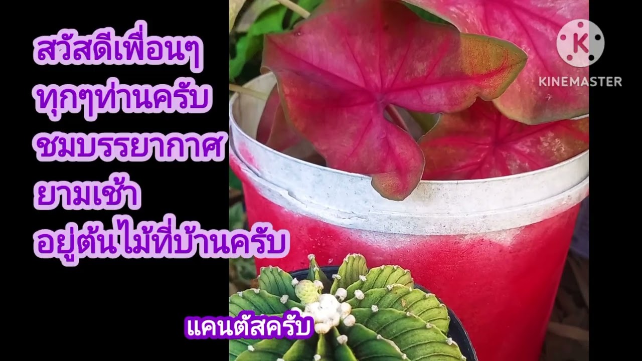 ดอกไม้บ้านสวน ชมธรรมชาติบรรยากาศบ้านๆ อะไรที่ชอบเราก็ปลูกคับ