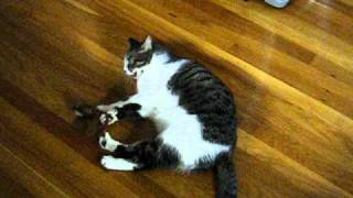 Cat Carries Toy Monkey