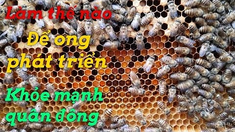 Làm thế nào để đàn ong phát triển khỏe mạnh| Hướng dẫn lao cầu chân tầng.
