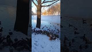 Vibes of the February lake #birds #pigeons #duck #ducks #lake #february #winter #snow #feathered