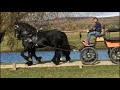 Pereche Armasari Friesian De Vanzare Centrul De Echitatie Cismasu | Friesian Stallion Pair For Sale