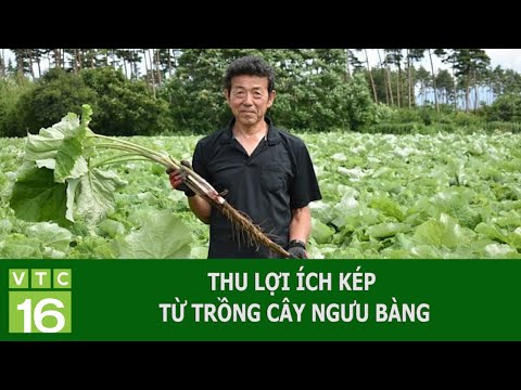Video: Công dụng của cây ngưu bàng: Mẹo trồng cây ngưu bàng trong vườn
