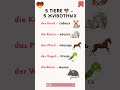5 животных на немецком, которые знают даже дети 🐶🐱