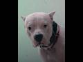 The Most Beautiful And Dangerous Dog Viralvideo Dogoargentino Kiaraanddobo Viral Dogbreeds Pj The Most Beautiful And Dangerous Dog Viralvideo Dogoargentino Kiaraanddobo Viral Dogbreeds Pj