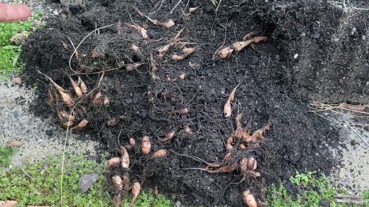 Saffron - Separating Corms After A Few Years