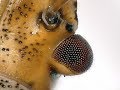 Stink Bug Squirting liquid under the microscope