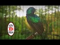 Suara Terapi Burung Kolibri Muncang Di Tengah Kebun Untuk Pancingan Burung Malas Bunyi Mp3 - Mp4 Download
