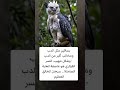 بساقين مثل الدب ومخالب أكبر من الدب النسر القيثاري هو عاصفة الغابة الصامتة سبحان الخالق العظيم بساقين مثل الدب ومخالب أكبر من الدب النسر القيثاري هو عاصفة الغابة الصامتة سبحان الخالق العظيم