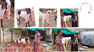 Hyderabadi Breedline Goats  Available  Hussian Dairy Farm | Top Quality Bakriya Hussain Bhai