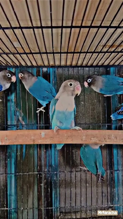 💙 blue love bird #mrparacha #parrot #lovebird #happymood #lovebirdbaby #fisher #cute #blue