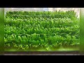 Diy artificial grass  how to make artificial paper grass at home