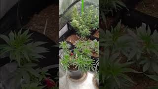 Multiverse and green point seeds home grower update.