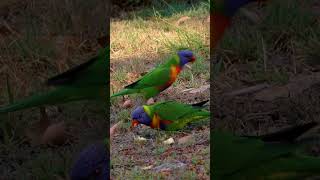 Rainbow Lorikeets eating apple pieces. #birds #australianbird #wildlife