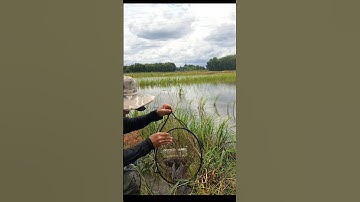 Thăm Lờ Dính Cá Trê Lai Mương Ruộng Mùa Nước Nổi #shorts #cátrêlai #bắtcátrêlai