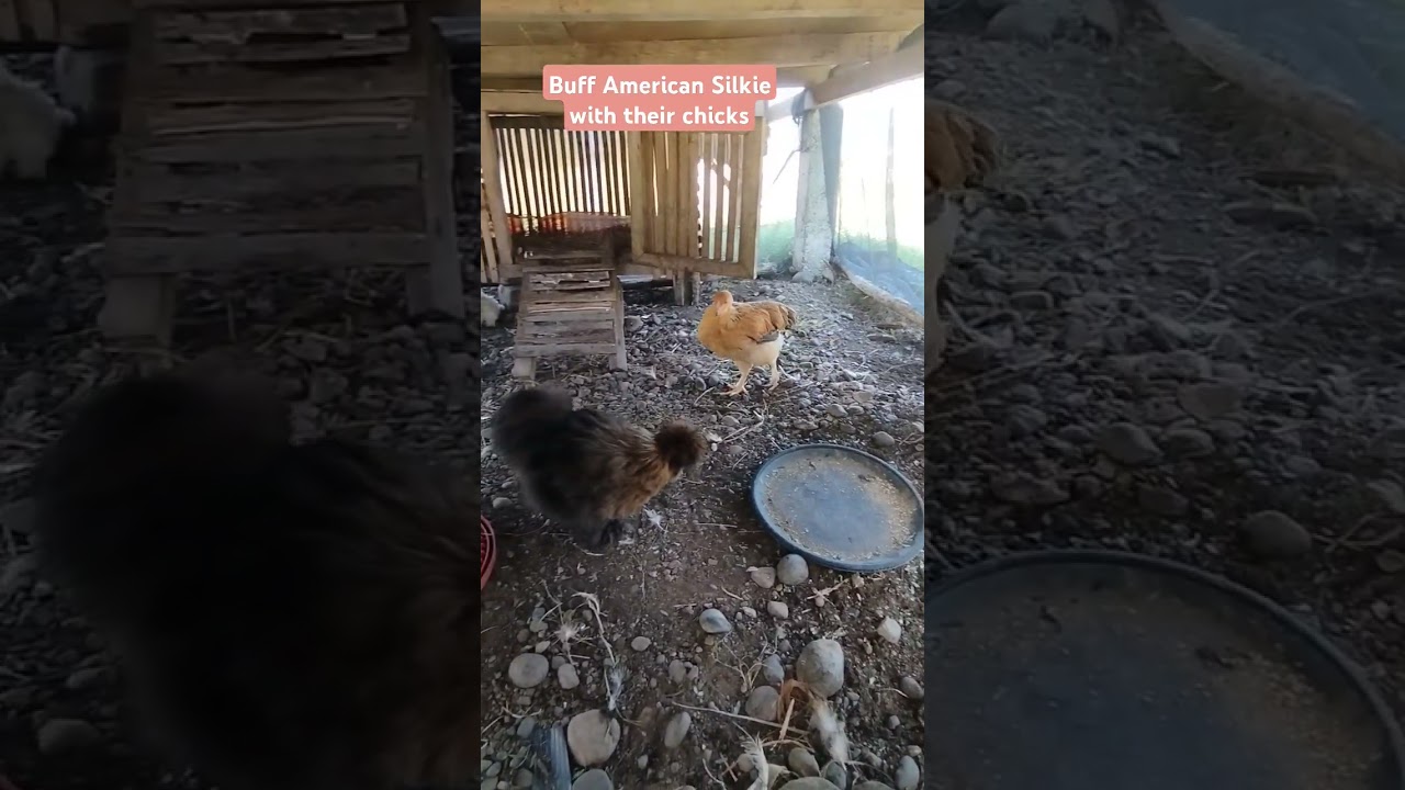 Buff American Silkie Breeders 