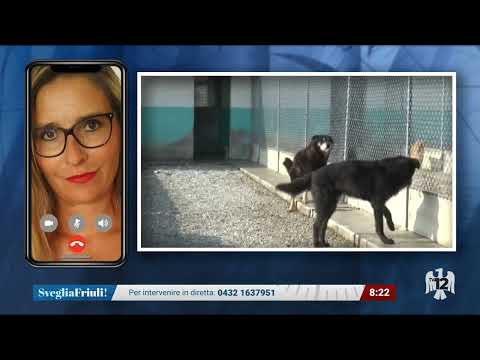 SVEGLIA FRIULI | 25/01/2025