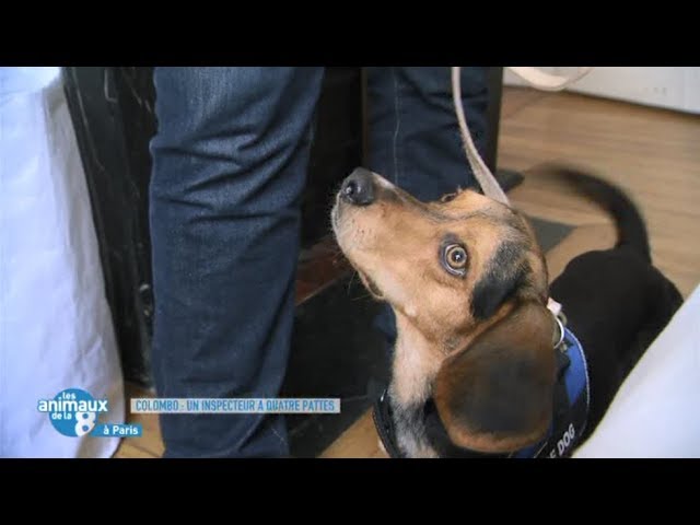 Punaises De Lit Reportage Sur La Detection Canine Les Animaux De La 8 Youtube