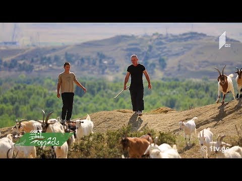 #არტიშოკი ჟურნალისტი, რომელსაც გული ფერმერობისკენ მიუწევდა