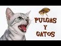 Pulgas en gatos