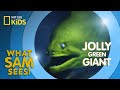 Green Moray Eel Behavior and Habitat