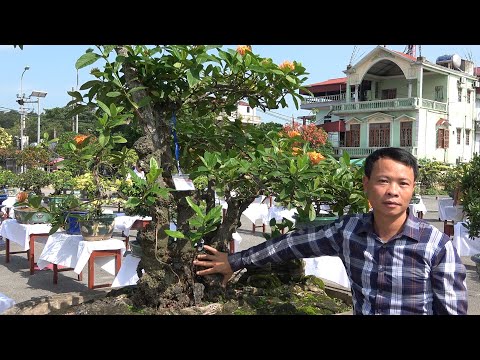 #1 Mẫu đơn Mỹ Cam trị giá nhiều Tỷ tại triển lãm mẫu đơn ba miền Phủ Dầy – Vụ Bản – Nam Định Mới Nhất #1 Mẫu đơn Mỹ Cam trị giá nhiều Tỷ tại triển lãm mẫu đơn ba miền Phủ Dầy – Vụ Bản – Nam Định Mới Nhất