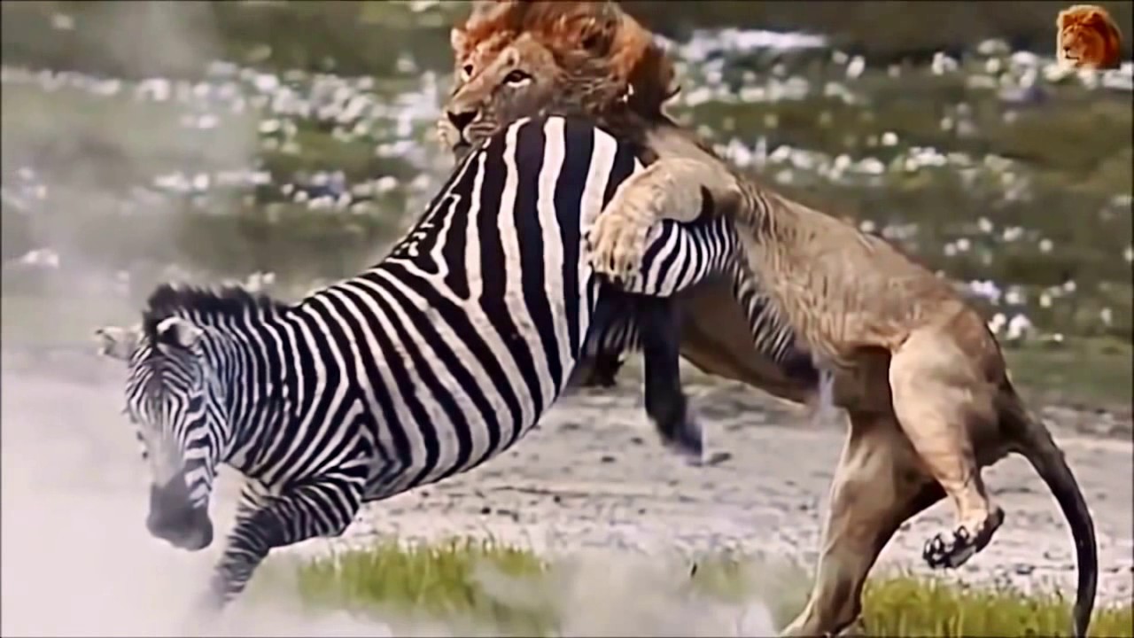 pertarungan hewan. - YouTube
