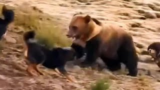 Tibetan Mastiff Vs Bear | Livestock Guardian dog in Action 🎬 by HB Kennel 36,367 views 6 months ago 4 minutes, 5 seconds