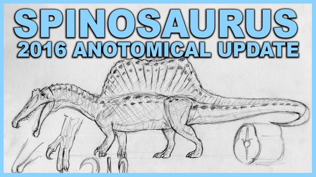 How To Draw Spinosaurus - Anotomically Correct 2016 - YouTube