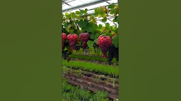 Growing grapes 5 #grapewine #fruit #grapegrowing #grapevine #grapeharvest #wine #grapenation