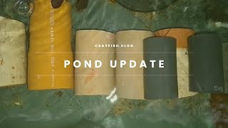 CRAYFISH POND UPDATE!