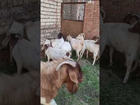 ماعز بور وقت الفطام للماعز الصغير