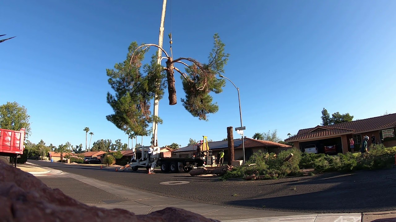 Big Pine Tree Removal | Crane 4 Picks - YouTube