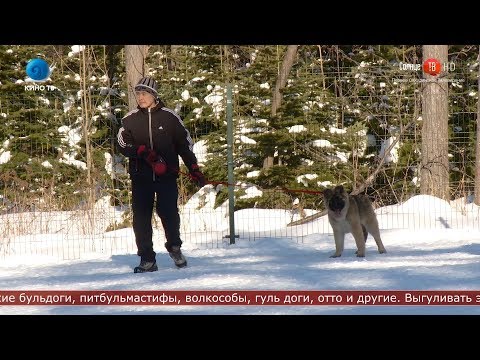 28.01.2020 Новый закон о выгуле собак