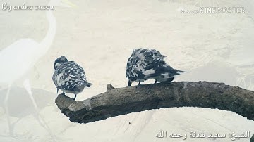 تلاوة خاشعة للقارئ الشيخ سعيد هدنة رحمه الله