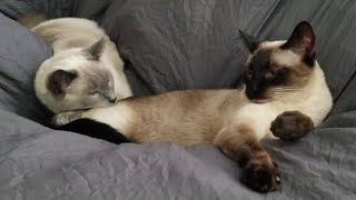 Love Sac Cat Nap. Siamese kitties