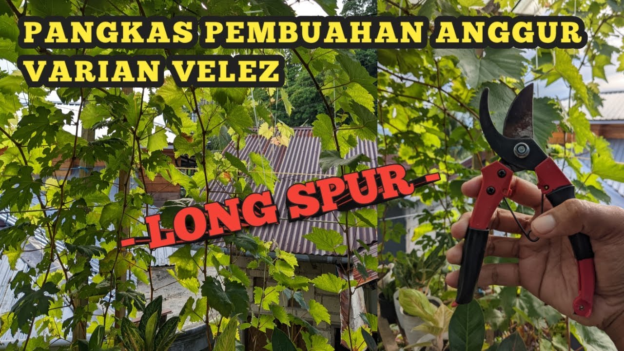 Pangkas pembuahan anggur velez #anggurvelez #mollucasgarden