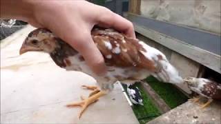 NEW Chicks of Breeding round 6 +update on all the other chicks