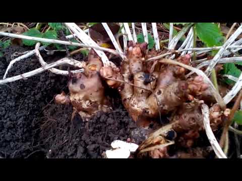 Video: Тамырлардын айырмасынын модулун кантип табууга болот